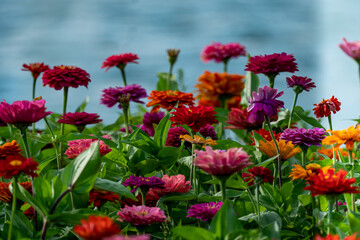 Multicolored dahlias In front of a pond with a fountain