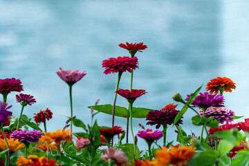 Multicolored dahlias In front of a pond with a fountain