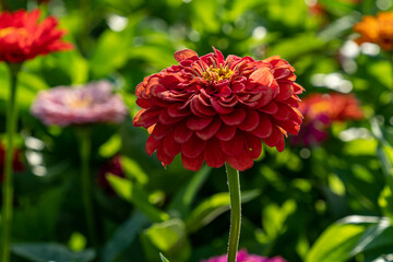 Multicolored dahlias In front of a pond with a fountain