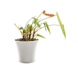 Wilted houseplant in pot on white background