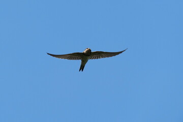 swallow in flight