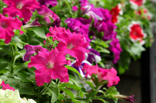 A Beautiful pitunia flower in the garden. Blooming beautiful park is decorated with pitunia flowers in pots.