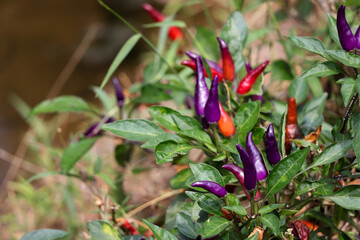 Close up of Young Bolivian rainbow pepper (dwarf pepper, Capsicum annuum) Ornamental pepper plants with purple and red peppers grown in the garden.
