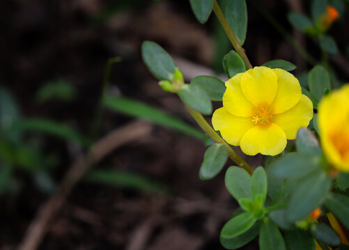 Close up of Portulaca grandiflora, Moss Rose, Sun plant or Sun rose flowers blooming in the garden.