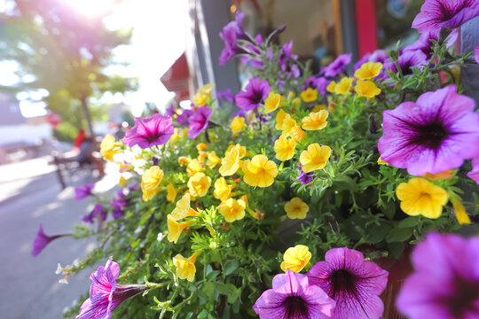 Planter Of Flowers Along A Mainstreet Downtown Business District