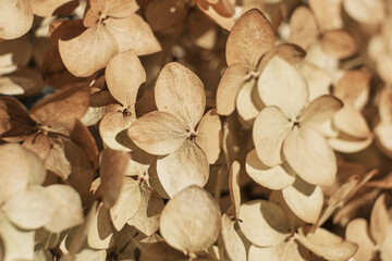 Autumn Dry flowers background. Textured hydrangea petals close-up. Stylish Floral poster. Soft focus