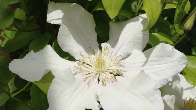 Closer look of the blooming white flowers of the clematis plant in the garden in Estonia