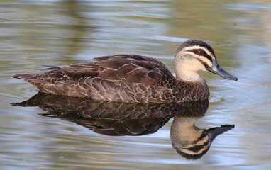 Pacific black duck bird swimming in a pond in Australia