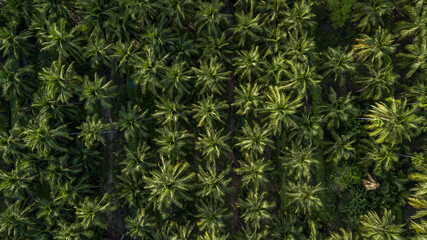 Aerial top view coconut palm trees farm plantation, Group of coconut palm trees.