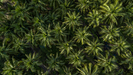 Aerial top view coconut palm trees farm plantation, Group of coconut palm trees.