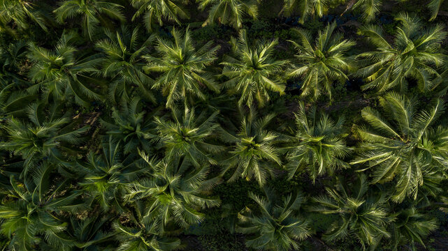 Aerial top view coconut palm trees farm plantation, Group of coconut palm trees.