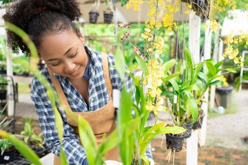 Cheerful African woman taking care of the orchid plants in the greenhouse.Farm owner in greenhouse...