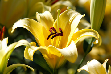 Fototapete bei efototapeten.de bestellen   