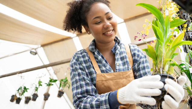 Cheerful African woman taking care of the orchid plants in the greenhouse.Farm owner in greenhouse Orchid Flower.Cutting Stem. - Powered by Adobe