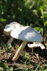 Big white mushroom named 
