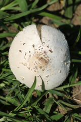Big white mushroom named "false parasol (Ooshirokarasatake, Chlorophyllum molybdites)". Close up macro photography.