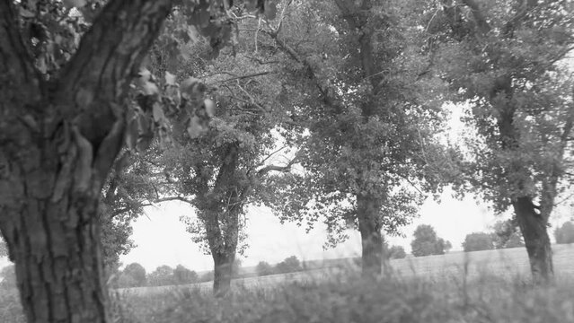 timelapse of the movement of vehicles on the background of trees in black and white