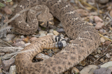 Obraz premium rattle of western diamondback rattlesnake