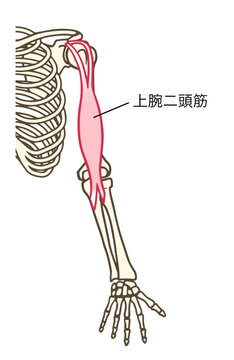 Brachialis Images Browse 0 Stock Photos Vectors And Video Adobe Stock