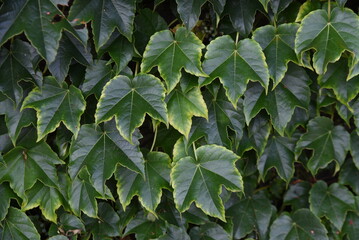 Ivy that runs along walls and tree trunks. Vitaceae deciduous vine.