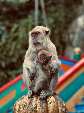 Monkey and her baby in Malaysia