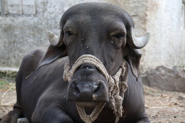 circa 2021,gujarat, india -Happy kid girl feeding baby buffalo on Buffalo farm,rural living, Baby...