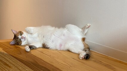 2 years old Ms. Macaron on the wooden floor with belly up, scratching and rubbing her back on the floor, year 2022 July Tokyo Japan