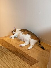 2 years old Ms. Macaron chilling by the home stairs, year 2022 July Tokyo Japan
