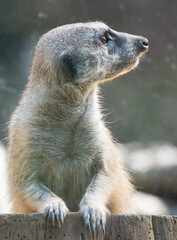 Close Up of an Alert Meerkat at the Houston Zoo in Texas