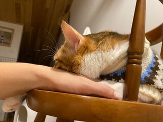 Interaction with 2 years old Ms. Macaron, sleepy in her sweater and lounging on the baby chair,...
