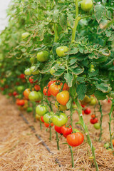 Closeup view on plantation of beautiful, delicious green and red ripe tomatoes grown in polycarbonate greenhouse on blurred background. Tomato hanging on the vine of plant. Horticulture. Vegetables 