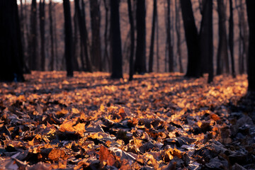  Fantasy autumn in the forest