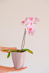 Orchid flower. Pink orchid in a pot in female hands on a light background.Growing orchids.Houseplants in pots.Growing houseplants in pots