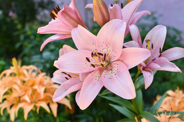 Close-up of a pink lily flower against the background of nature. Botanical Garden