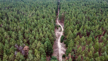 road through a green pine forest shot from a drone, Ukraine