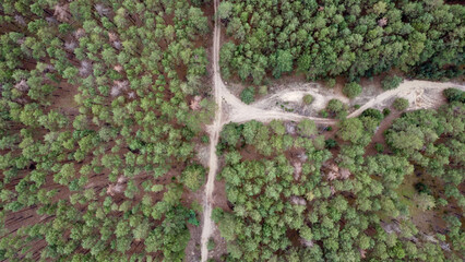 road through a green pine forest shot from a drone, Ukraine