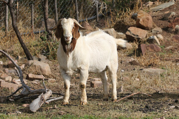 Boer goat ram used for breedingon a Karoo farm, South Africa