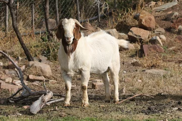 Fotobehang Boer goat ram used for breedingon a Karoo farm, South Africa © Peter