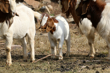 Boer goat ram kid to be used as part of a breeding program Karpp South Africa