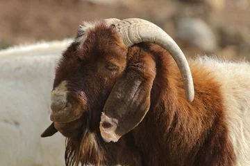 Deurstickers Boer goat ram used for breedingon a Karoo farm, South Africa © Peter
