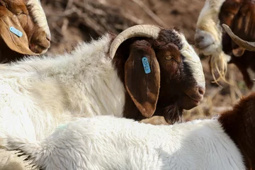 Fotobehang Boer goat ram kept for stud purposed on a Karoo farm, South Africa © Peter