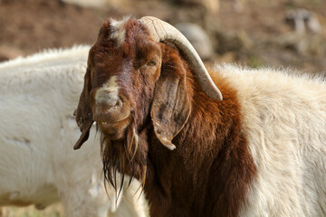 Boer goat ram kept for stud purposed on a Karoo farm, South Africa