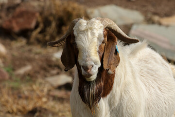 Boer goat ram kept for stud purposed on a Karoo farm, South Africa