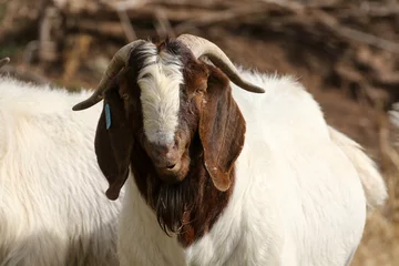 Deurstickers Boer goat ram used as part of a breeding program Karpp South Africa © Peter