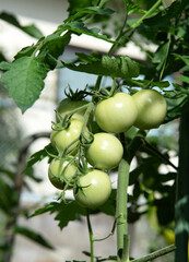 Fresh vine of raw tomatoes with leaves on the tree.