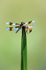 Dragonfly on a leaf
