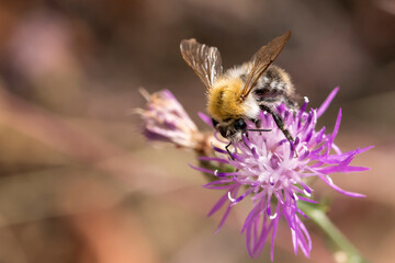 Eine seltene Wildbiene sucht sich Nektar an einer Blüte