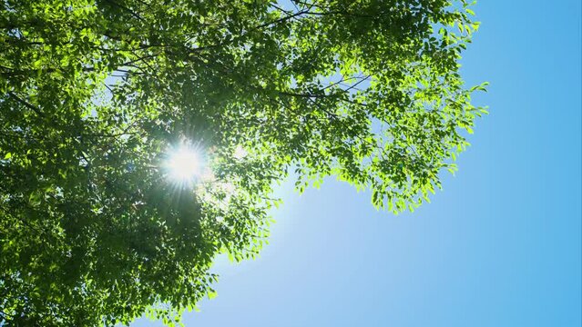 大樹の枝の陰から除く太陽の光　森林浴