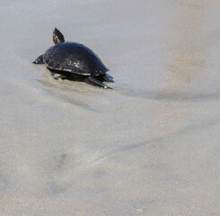 Tortuga en la playa, día soleado. 