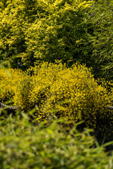 Yellow carpet bush flowers outdoors in nature.